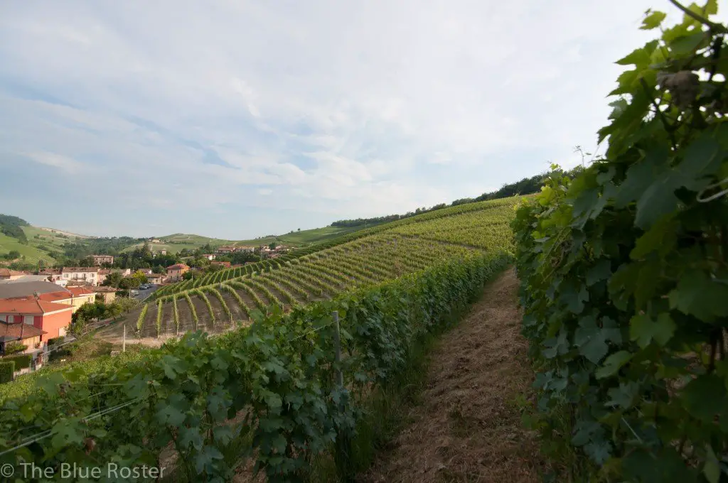 barolo vineyard italian wine tourism