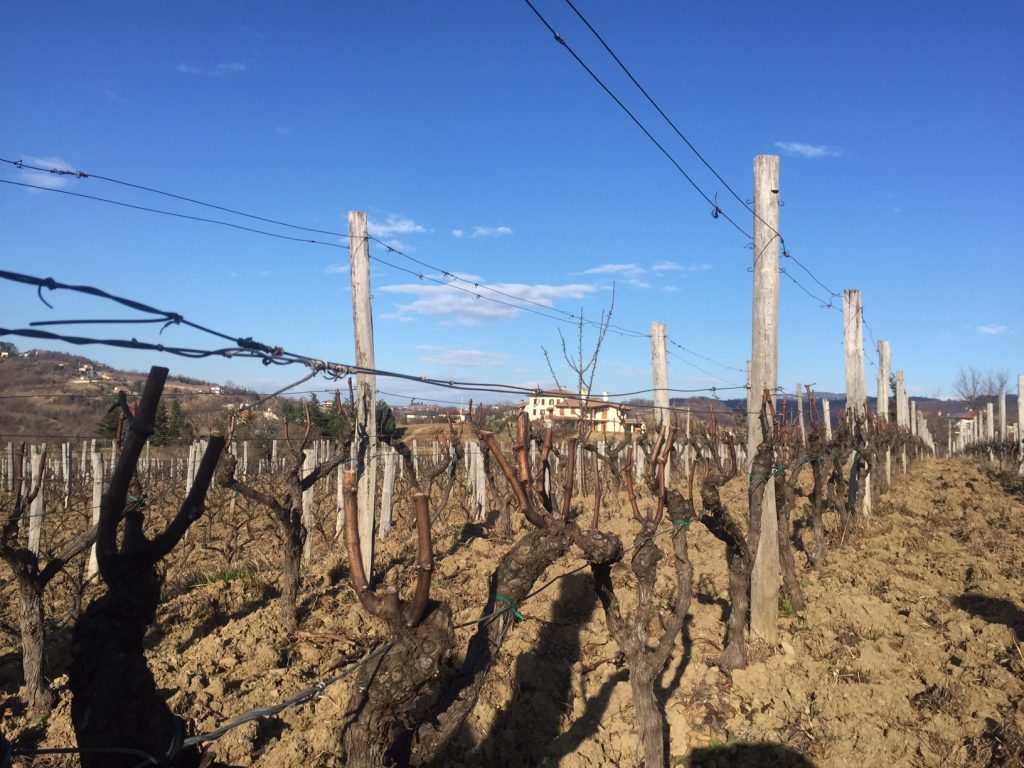 Gravner Ribolla Vineyard