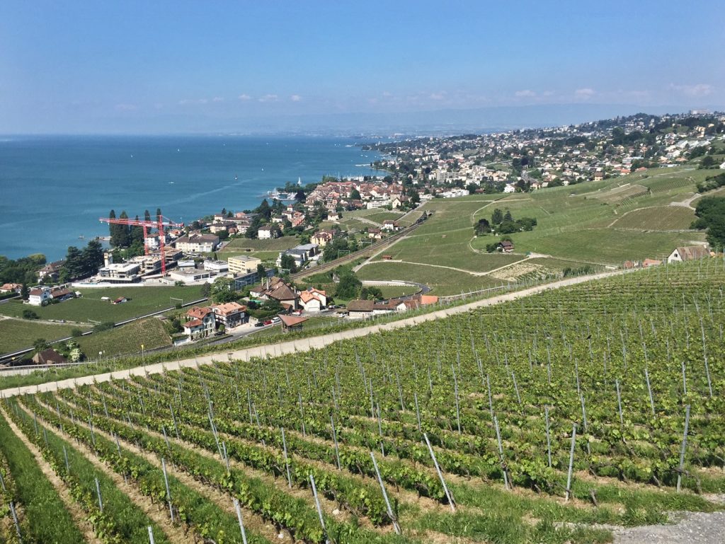 lavaux vineyard vaud switzerland swiss wine