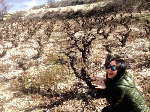 Big Cypriot Bush Vines 
