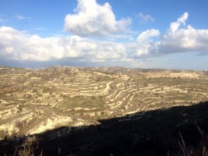 Pulled Cypriot Vineyards