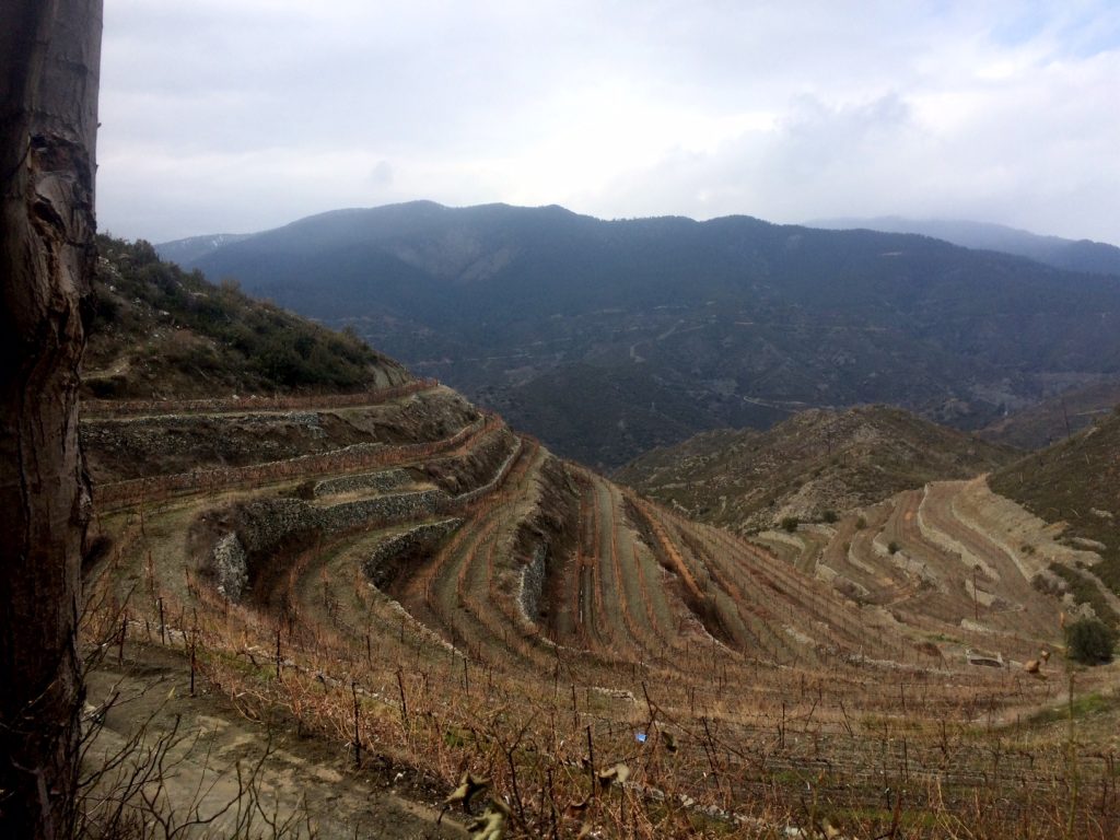 Tsiakkas Winery Vineyard