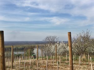 smederevo vineyard