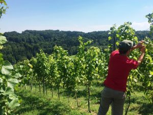 Herrenhof Lamprecht Vineyards