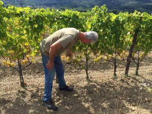 Mlecnik Vineyards
