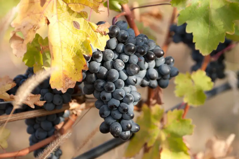 areni noir armenian red wine grape zorah wines