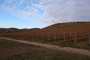 Tokaj Vineyard 3