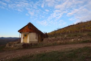 Tokaj Vineyard