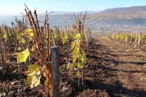 Tokaj Vineyard 4