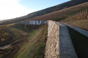 Tokaj Vineyard 4