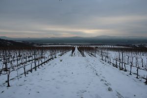 Bott Frigyes Vineyards