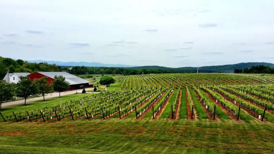 vineyard virginia usa american wine cult wine travel wine tourism