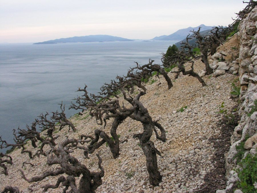 peljesac vineyard croatian wine