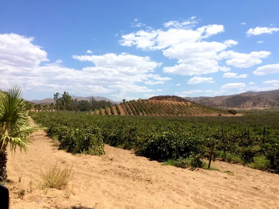 baja california mexico vineyard mexican wine