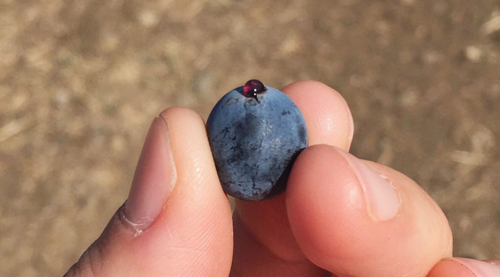 georgia indigenous grape saperavi