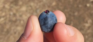georgia indigenous grape saperavi