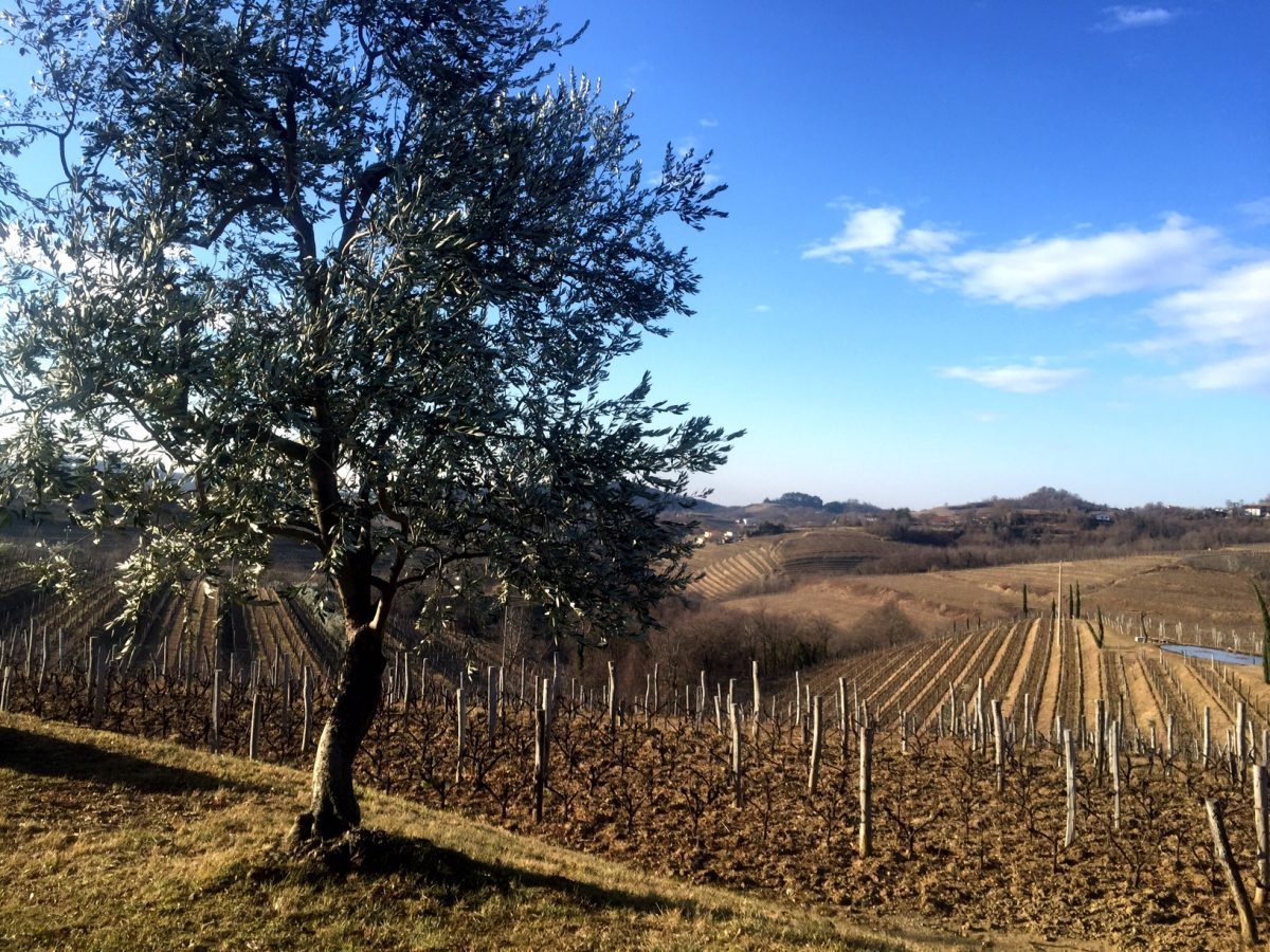 Gravner Vineyard Friuli