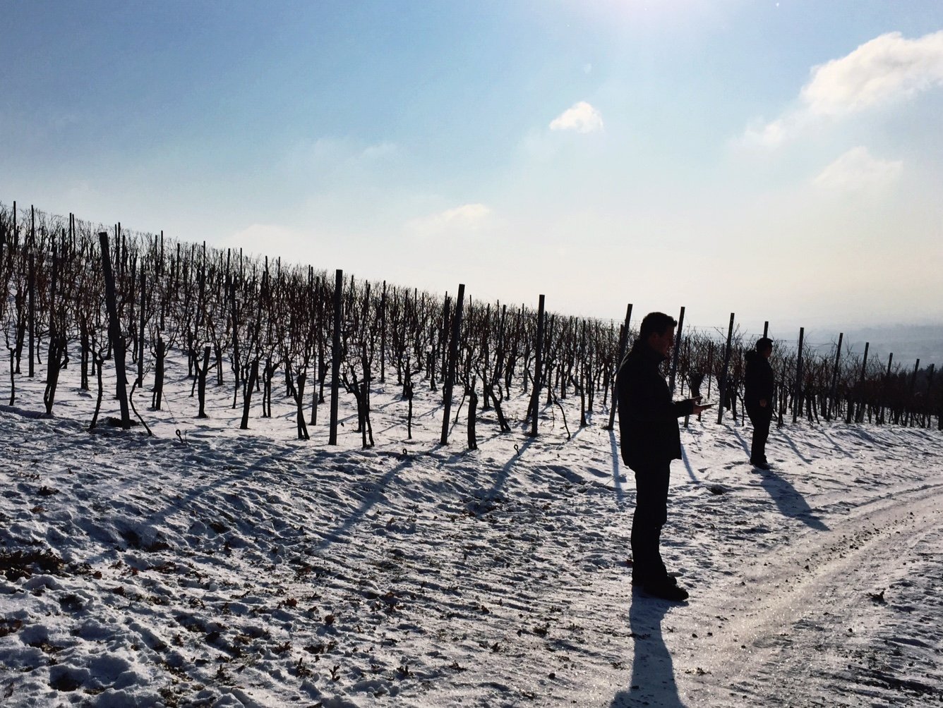 kutjevo vineyards