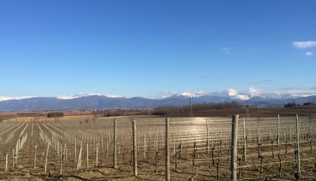 Meroi Vineyards Friuli Venezia Giulia