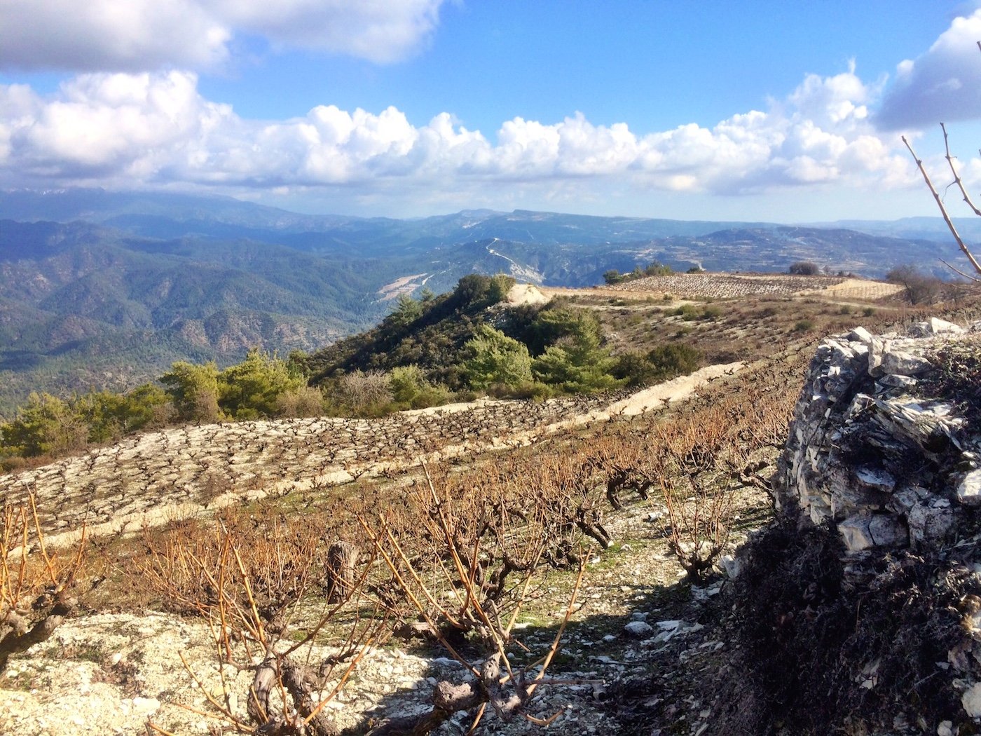 Cypriot Vineyard