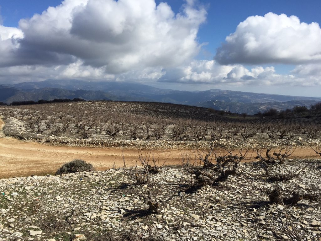 Cypriot Vineyards