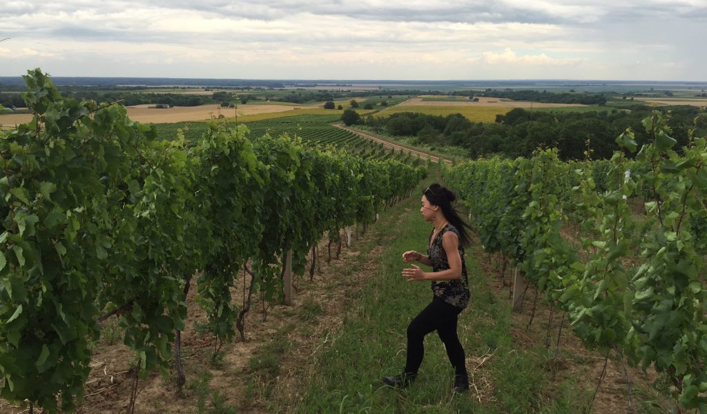 Croatia Grasevina Vineyards