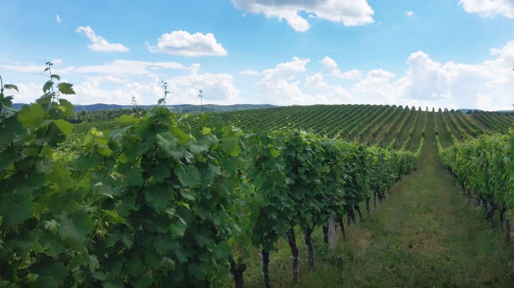 Croatian White Wine Vineyard