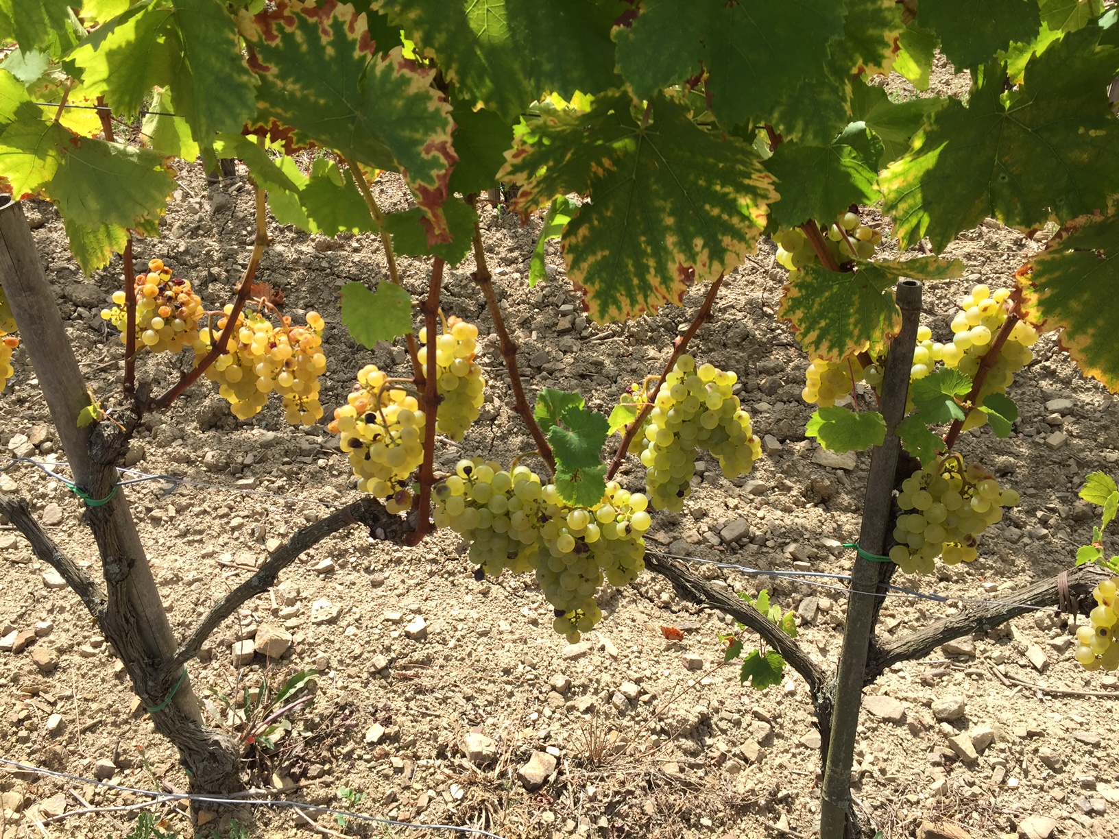 Mlecnik Grapes