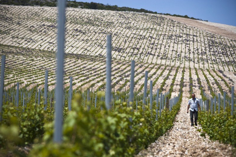 Crljenak Kastelanski Tribidrag Zinfandel Stina Vineyard