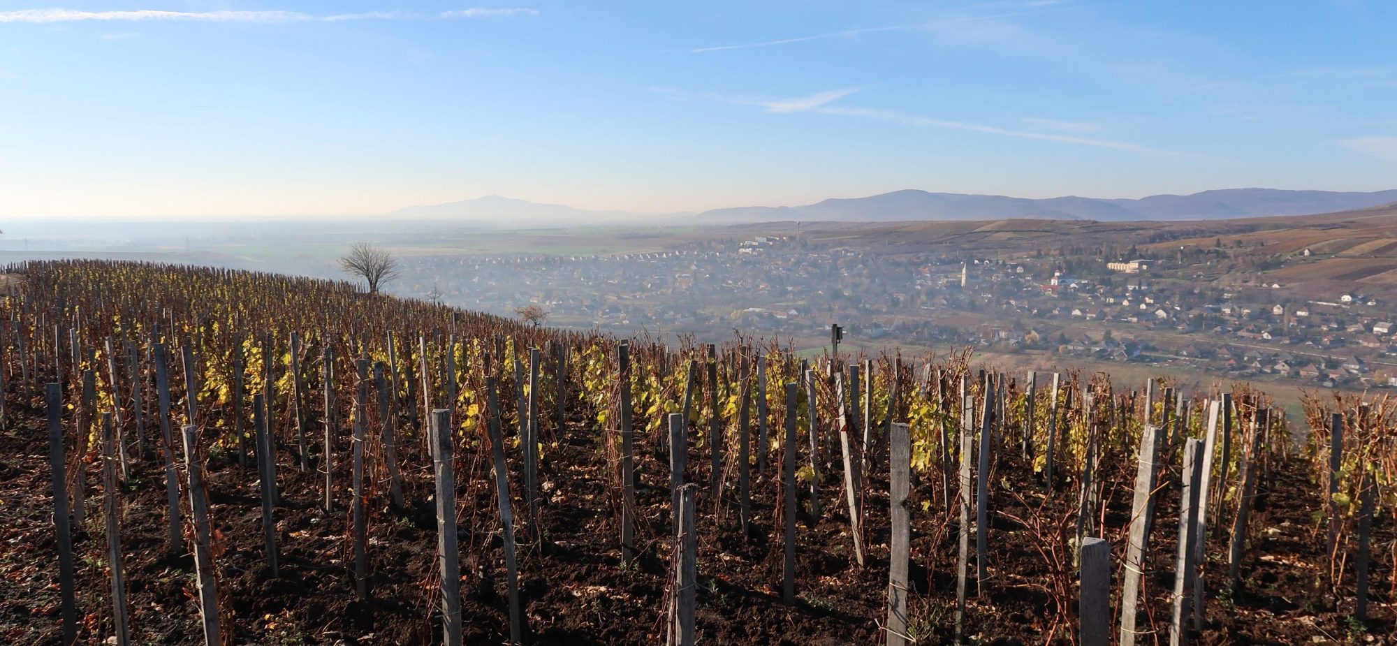 Tokaj Wine Region