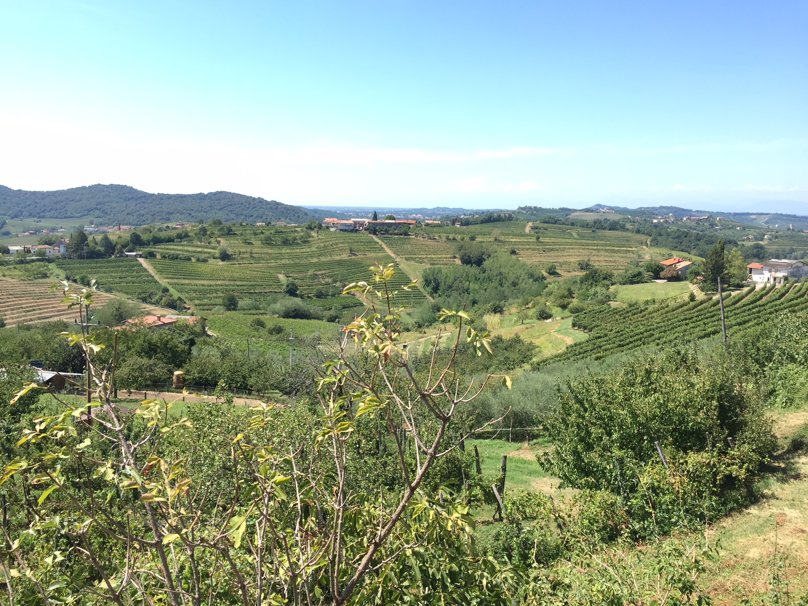 Slovenian Wine Vineyards