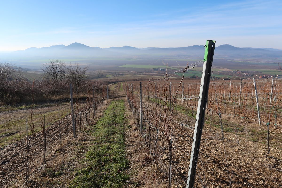 Slovak Tokaj Vineyard