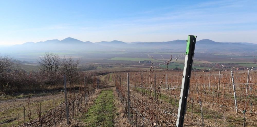 Slovak Tokaj Vineyard