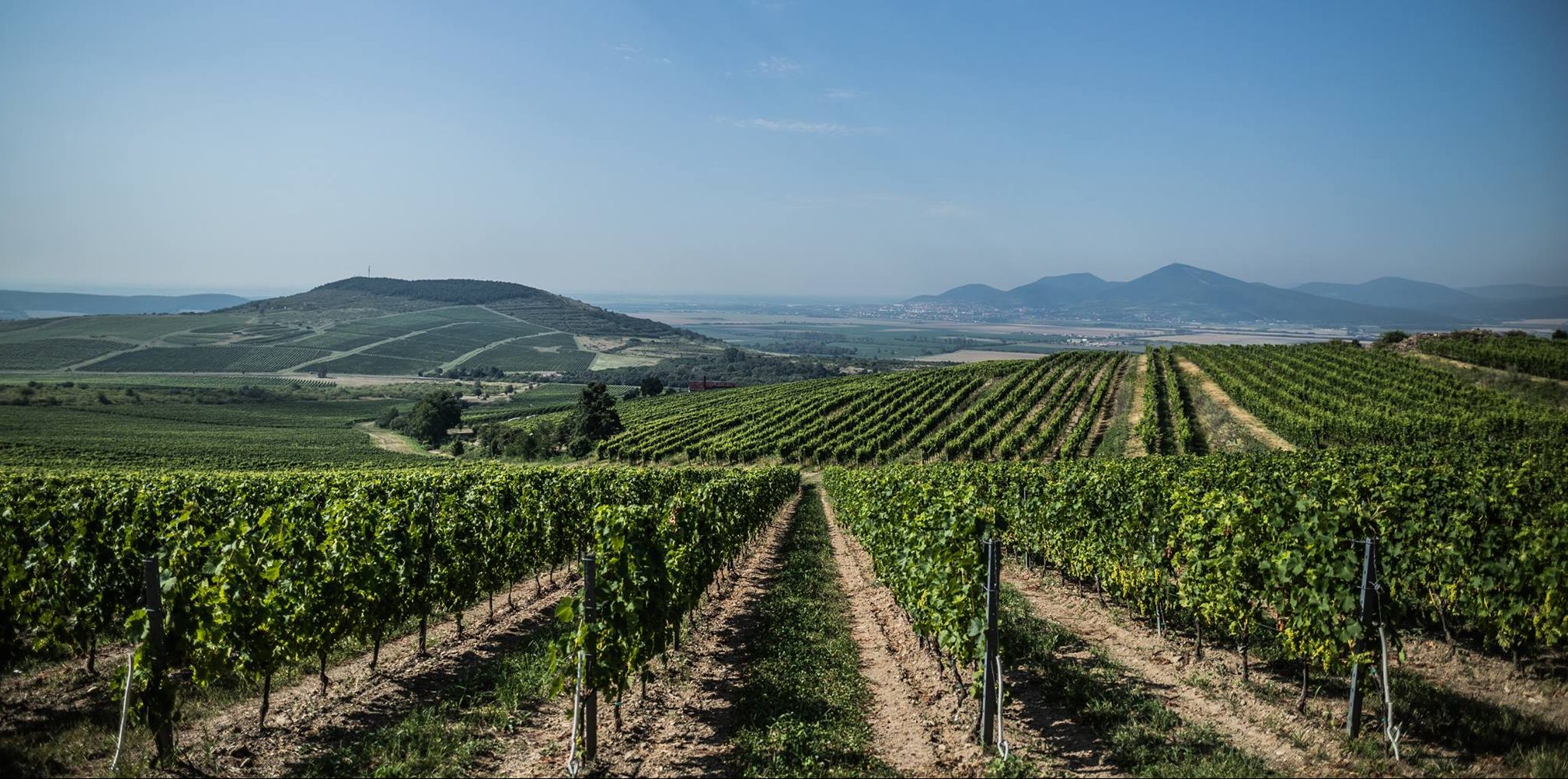 The Furmint Forum Tokaj Slovakia