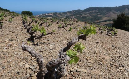 Collioure Vineyards