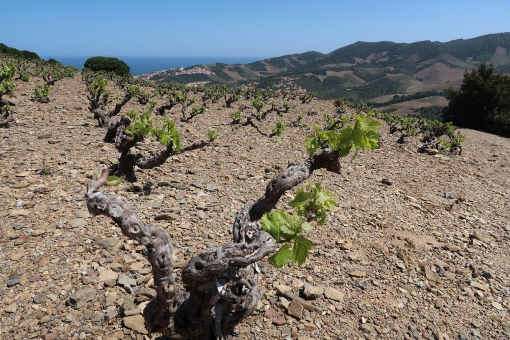 Collioure Vineyards