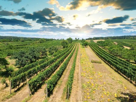 Krasna Hora Vineyard