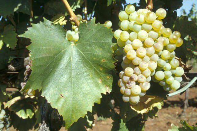 malvazija istarska grape