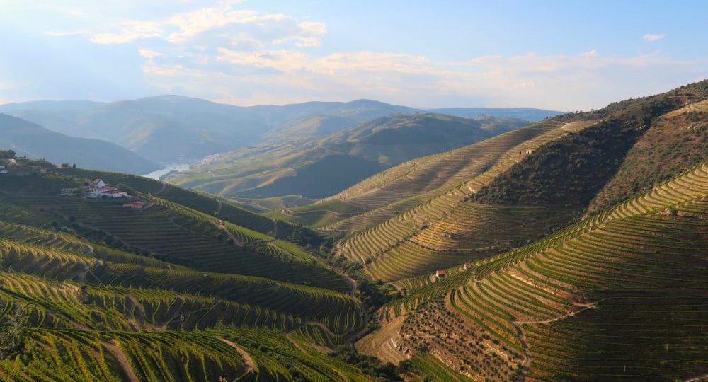 The Douro Portuguese Wine