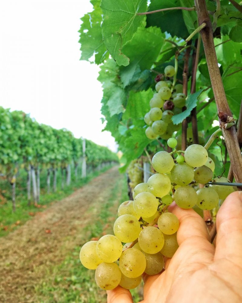 Rebula Grapes