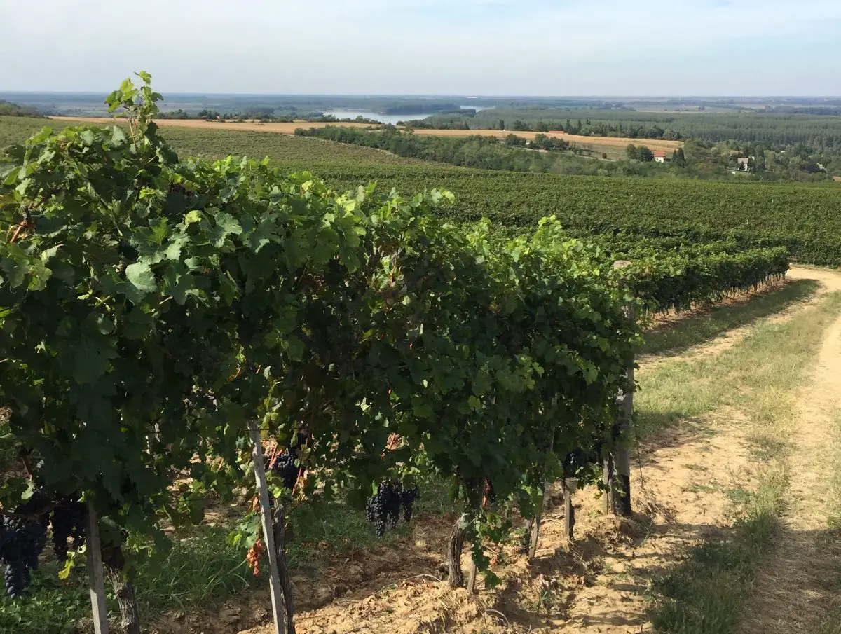 Fruska Gora Serbian Wine Danube River