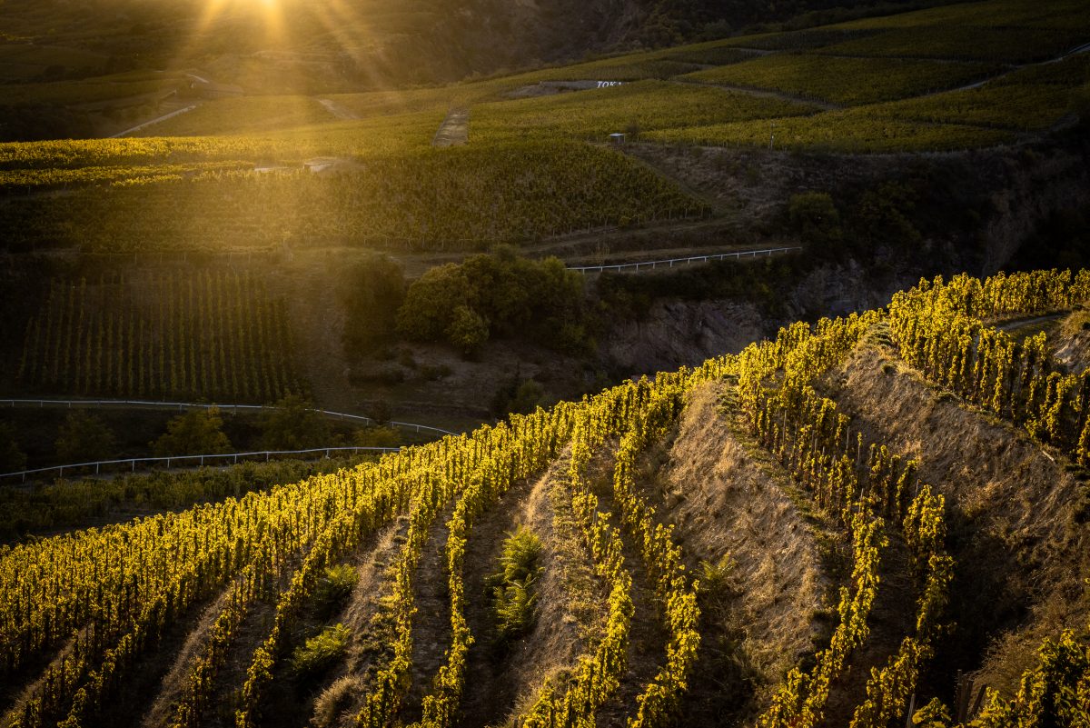 Tokaj Vineyards