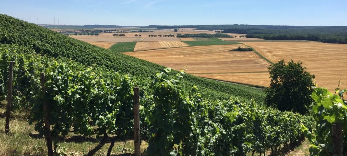 German Riesling Rheinhessen