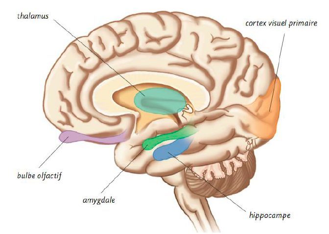 Olfactory-neurophysiology