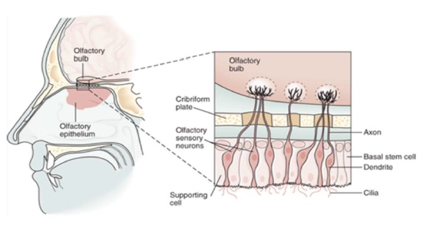 wine-nose-aromas