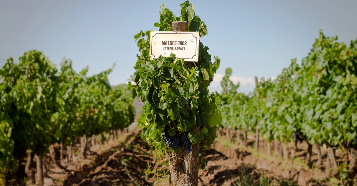 Bodega Catena Zapata Malbec vineyard