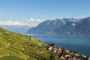Terraced vineyards in Lavaux, a UNESCO World Heritage Site
