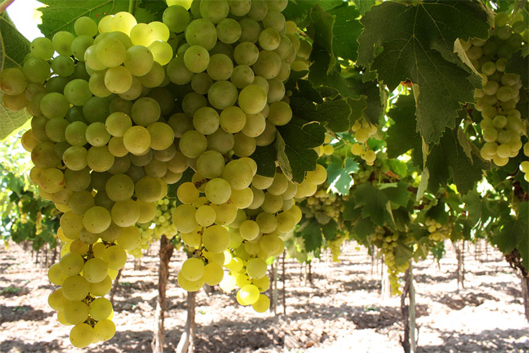 San Nicolas Torrontes Riojano