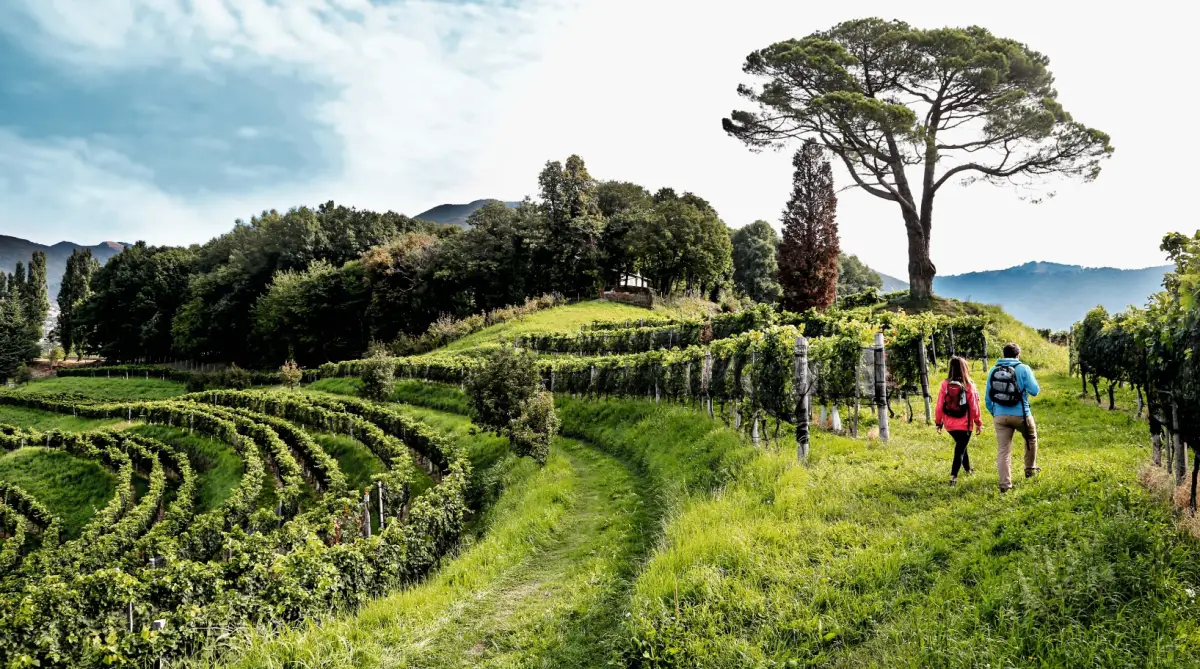 Ticino wine region