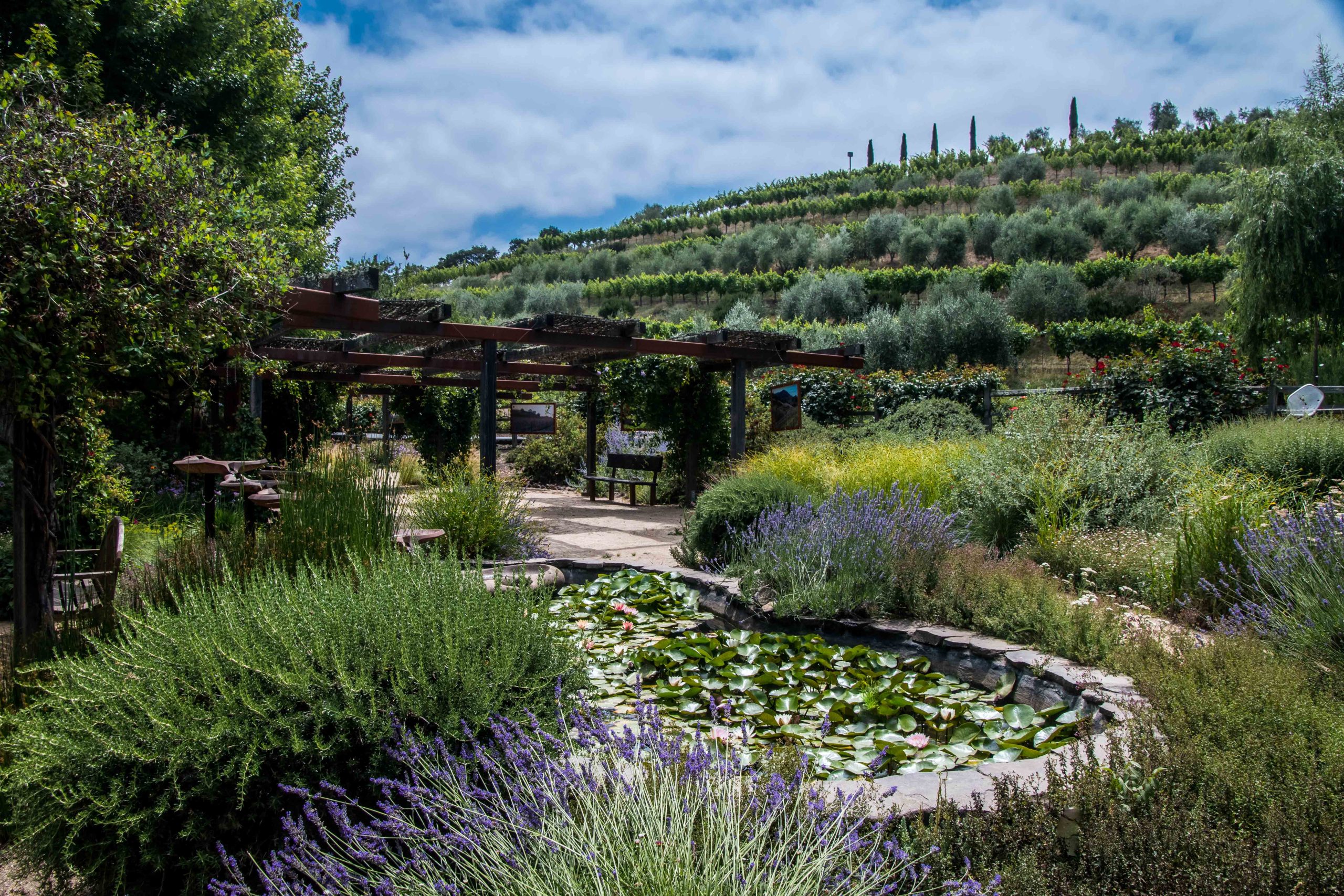 Image of exterior vineyard view of Benziger Family Winery